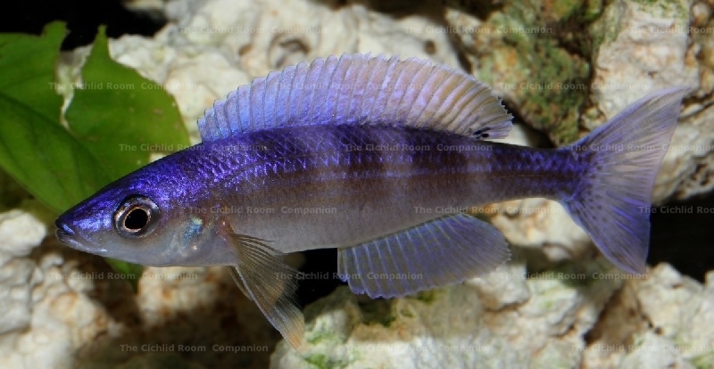Cyprichromis leptosoma 'Utinta'